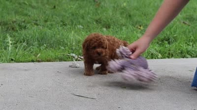 Jax, a male Poodle - Miniature  for sale in Baltic, OH – 8 of 8