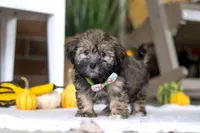 Dash, a male Havanese and Shih Tzu for sale in Baltic, OH – Photo 5 of 5