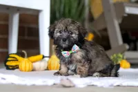 Dash, a male Havanese and Shih Tzu for sale in Baltic, OH – Photo 4 of 5