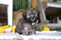 Dash, a male Havanese and Shih Tzu for sale in Baltic, OH – Photo 2 of 5