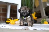 Dash, a male Havanese and Shih Tzu for sale in Baltic, OH – Photo 3 of 5