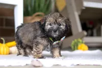 Dash, a male Havanese and Shih Tzu for sale in Baltic, OH – Photo 1 of 5