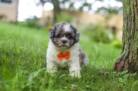 Biscuit, a male Shihpoo for sale in Baltic, OH – 3 of 7