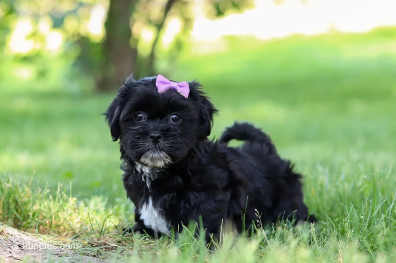 Layla – Shih Tzu puppy for sale in Baltic, OH