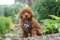 Apollo, a male Poodle - Miniature  for sale in Baltic, OH – 6 of 10
