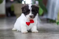 Beau, a male Havanese for sale in Baltic, OH – 4 of 5