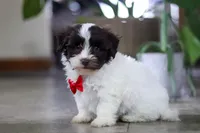 Beau, a male Havanese for sale in Baltic, OH – 3 of 5