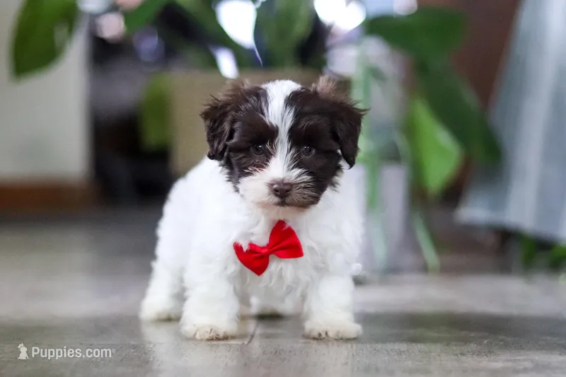 Beau – Havanese puppy for sale in Baltic, OH