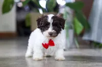 Beau, a male Havanese for sale in Baltic, OH – 1 of 5