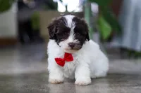 Beau, a male Havanese for sale in Baltic, OH – 2 of 5