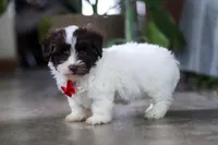 Beau, a male Havanese for sale in Baltic, OH – 5 of 5