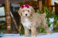 Chloe, a female Poodle - Miniature  for sale in Baltic, OH – Photo 5 of 5