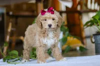 Chloe, a female Poodle - Miniature  for sale in Baltic, OH – Photo 2 of 5