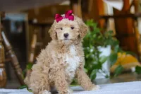 Chloe, a female Poodle - Miniature  for sale in Baltic, OH – Photo 3 of 5