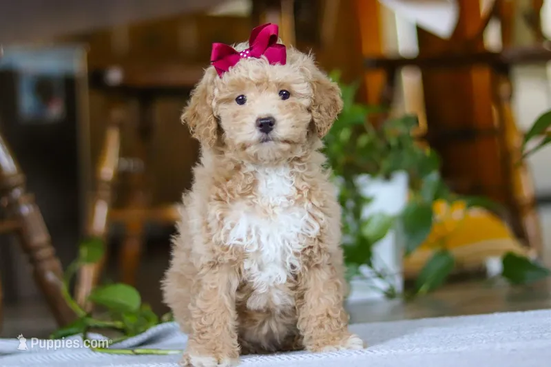 Chloe – Poodle - Miniature  puppy for sale in Baltic, OH