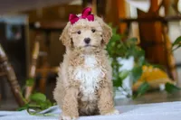 Chloe, a female Poodle - Miniature  for sale in Baltic, OH – Photo 1 of 5
