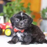 Zane, a male Shih Tzu for sale in Baltic, OH – Photo 3 of 5