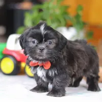 Zane, a male Shih Tzu for sale in Baltic, OH – Photo 4 of 5