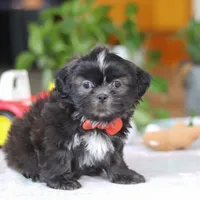 Zane, a male Shih Tzu for sale in Baltic, OH – Photo 2 of 5