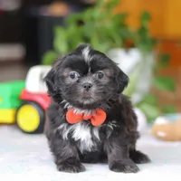 Zane, a male Shih Tzu for sale in Baltic, OH – Photo 1 of 5