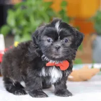 Zane, a male Shih Tzu for sale in Baltic, OH – Photo 5 of 5