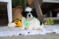 Watson, a male Shih Tzu for sale in Baltic, OH – Photo 4 of 4