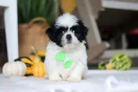 Watson, a male Shih Tzu for sale in Baltic, OH – Photo 1 of 4