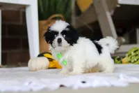 Watson, a male Shih Tzu for sale in Baltic, OH – Photo 2 of 4