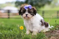 Sunny, a female Shih Tzu for sale in Baltic, OH – 5 of 7