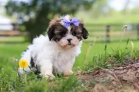 Sunny, a female Shih Tzu for sale in Baltic, OH – 2 of 7