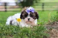 Sunny, a female Shih Tzu for sale in Baltic, OH – 7 of 7