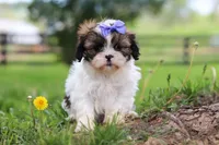 Sunny, a female Shih Tzu for sale in Baltic, OH – 4 of 7