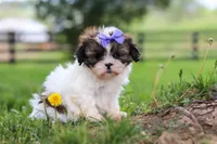 Sunny, a female Shih Tzu for sale in Baltic, OH – 6 of 7