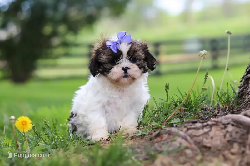 Sunny – Shih Tzu puppy for sale in Baltic, OH