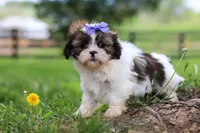 Sunny, a female Shih Tzu for sale in Baltic, OH – 3 of 7