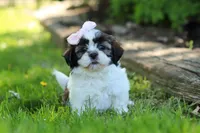 Arianna, a female Shih Tzu for sale in Baltic, OH – 2 of 7