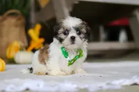 Wilbur, a male Shih Tzu for sale in Baltic, OH – Photo 4 of 5