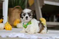 Wilbur, a male Shih Tzu for sale in Baltic, OH – Photo 3 of 5