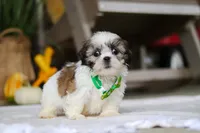 Wilbur, a male Shih Tzu for sale in Baltic, OH – Photo 2 of 5