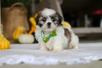 Wilbur, a male Shih Tzu for sale in Baltic, OH – Photo 1 of 5