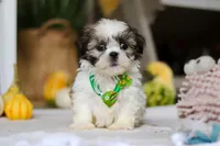 Wilbur, a male Shih Tzu for sale in Baltic, OH – Photo 5 of 5