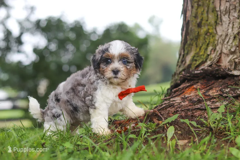 Scout – Shihpoo puppy for sale in Baltic, OH