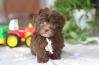 Ethan, a male Havanese for sale in Baltic, OH – Photo 6 of 6