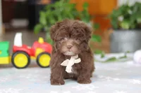 Ethan, a male Havanese for sale in Baltic, OH – Photo 4 of 6