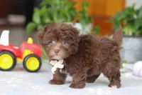 Ethan, a male Havanese for sale in Baltic, OH – Photo 2 of 6