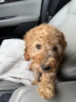 Louie, a male Poodle - Miniature  for sale in Charlotte, NC – Photo 2 of 2