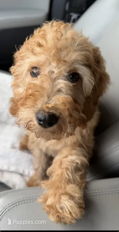 Louie – Poodle - Miniature  puppy for sale in Charlotte, NC