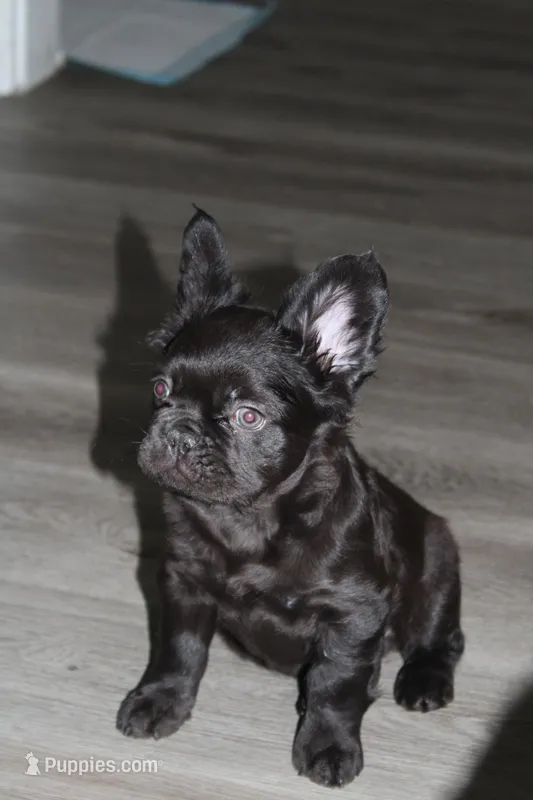 Onyx – French Bulldog puppy for sale in Sandusky, OH