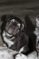 Baby Euro, a male French Bulldog for sale in Sandusky, OH – Photo 3 of 3