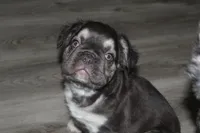 Baby Euro, a male French Bulldog for sale in Sandusky, OH – Photo 1 of 3